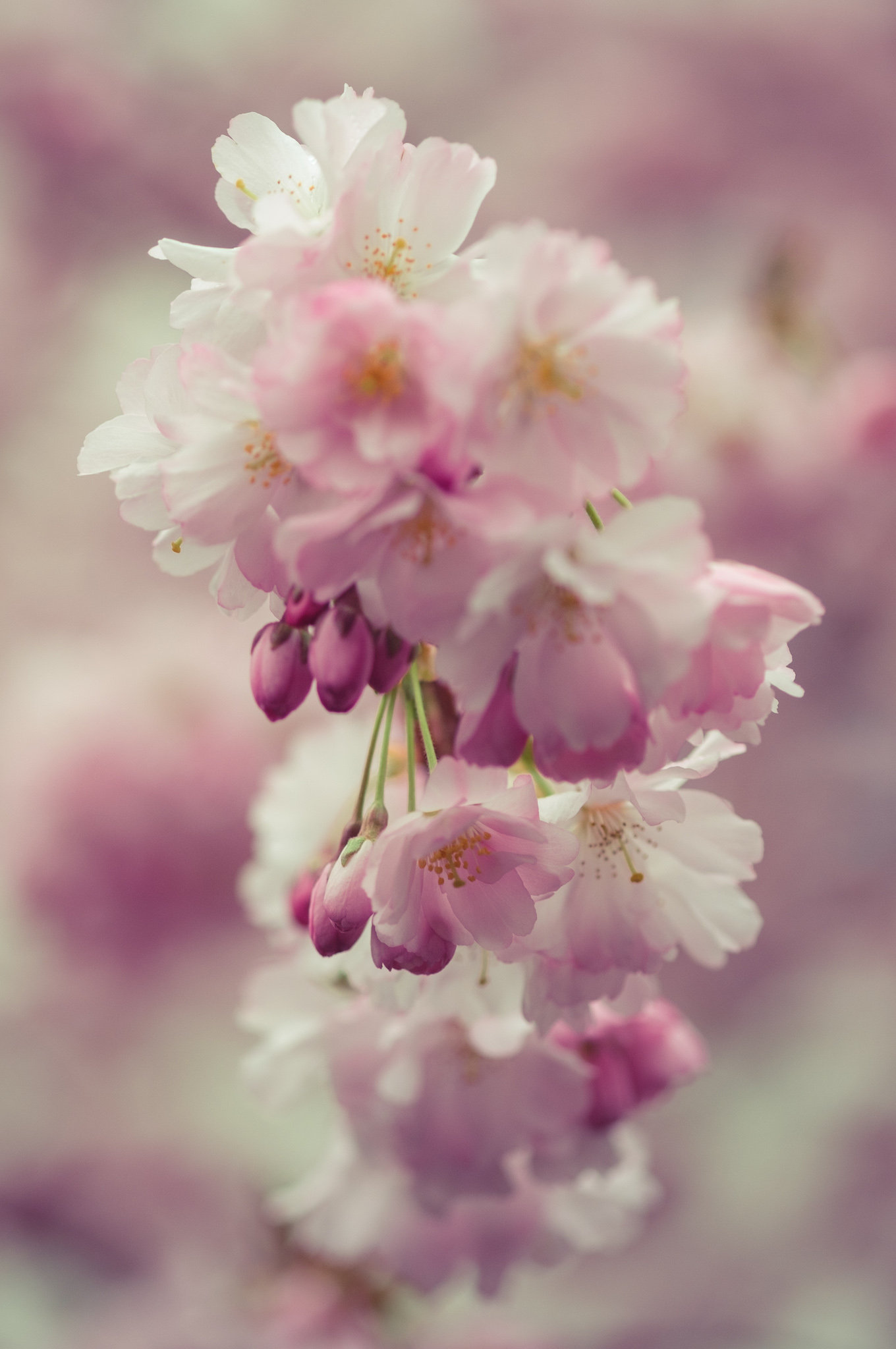 DSCF4260